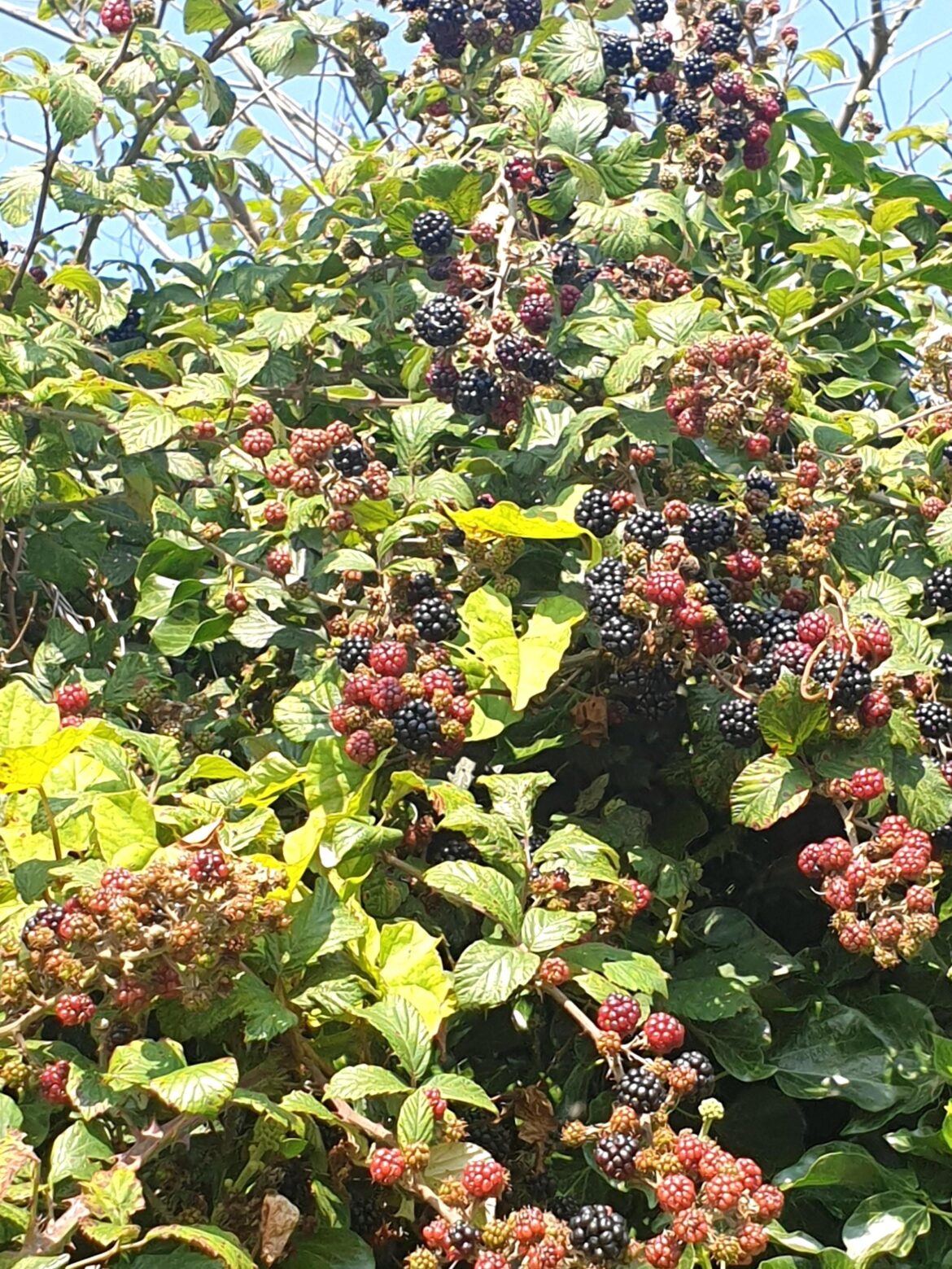 Blackberries 😁