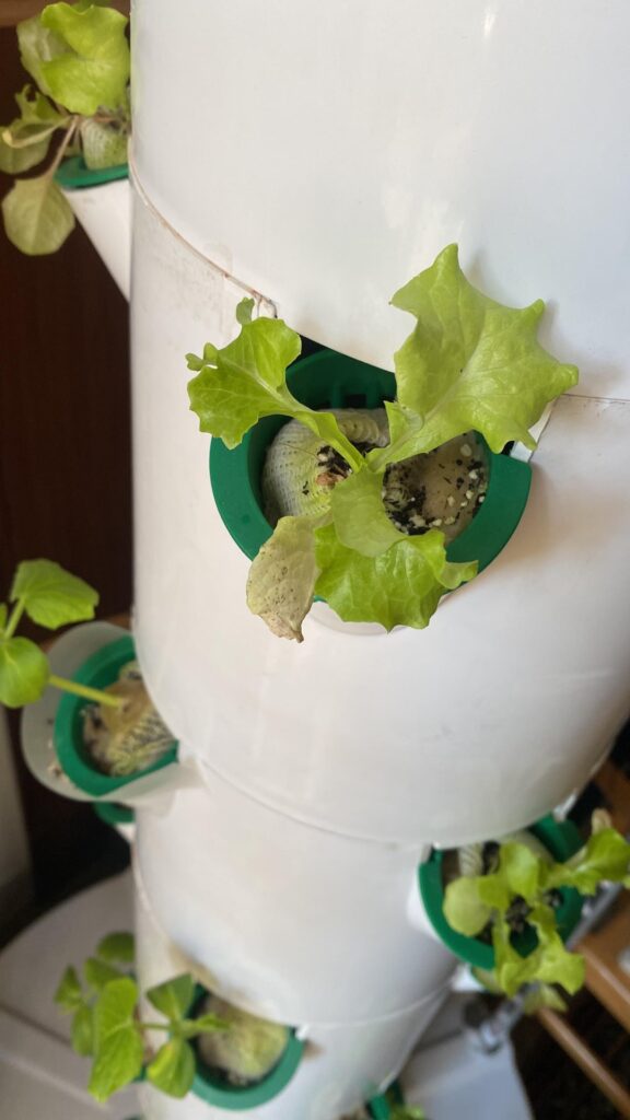 Problem with my lettuce