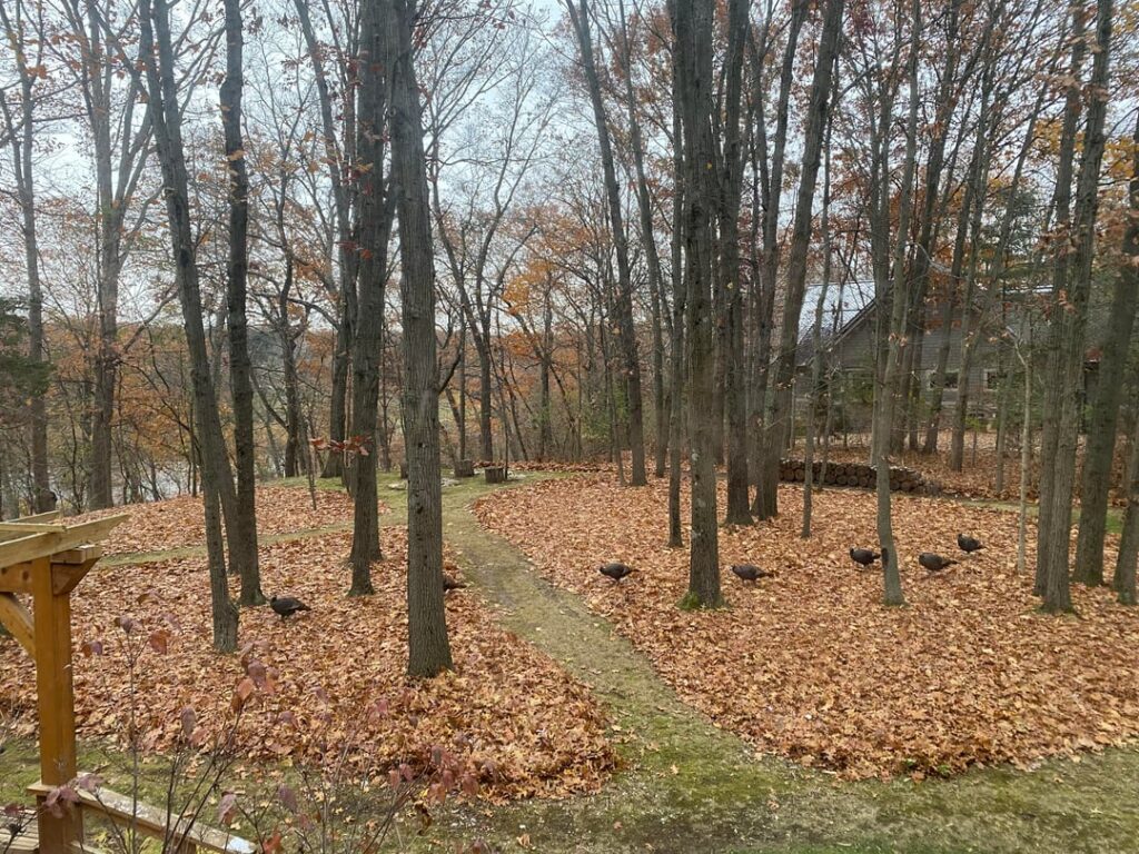 Thought you all might enjoy our no lawn (and turkey friends!)