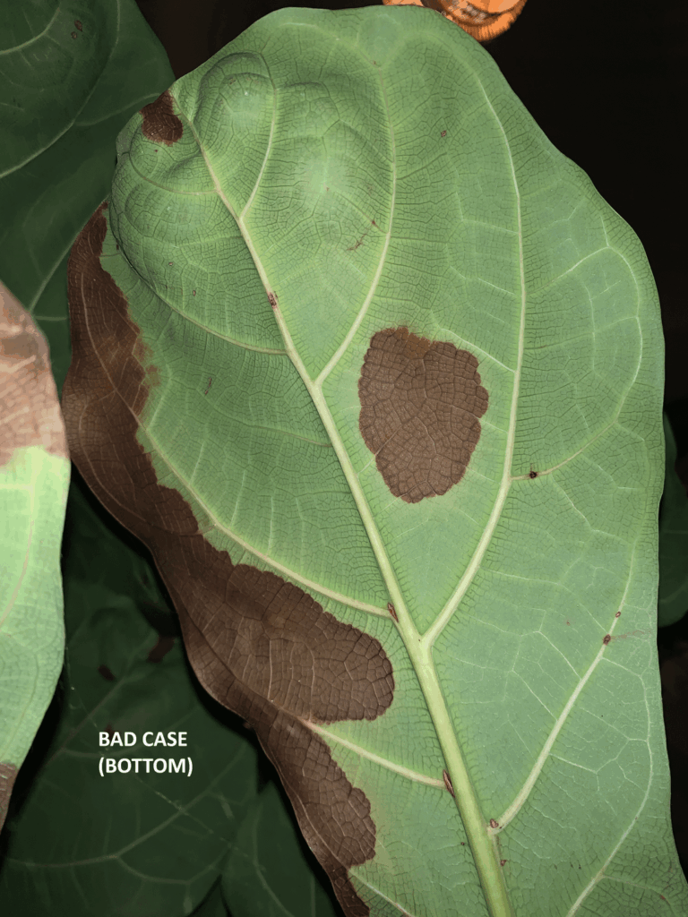 HELP! My FLF has brown spots and drops leafs! :(