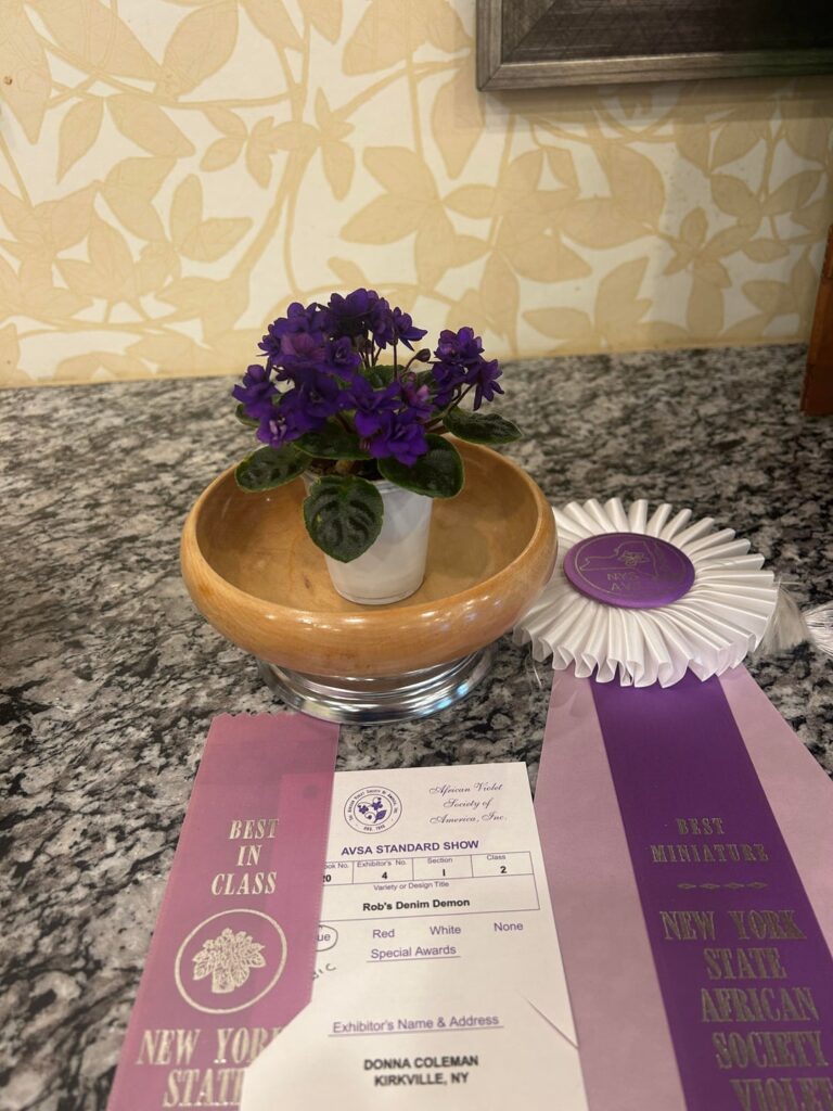 New York State African Violet Society show - Rochester, NY