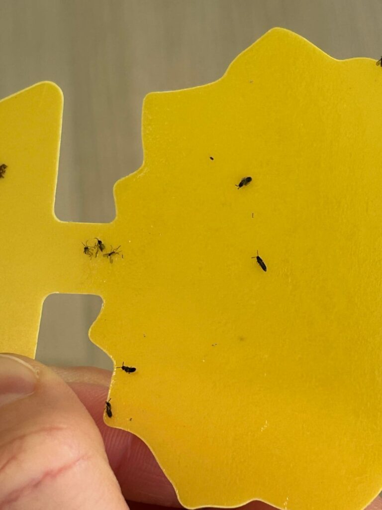 Help are these thrips??