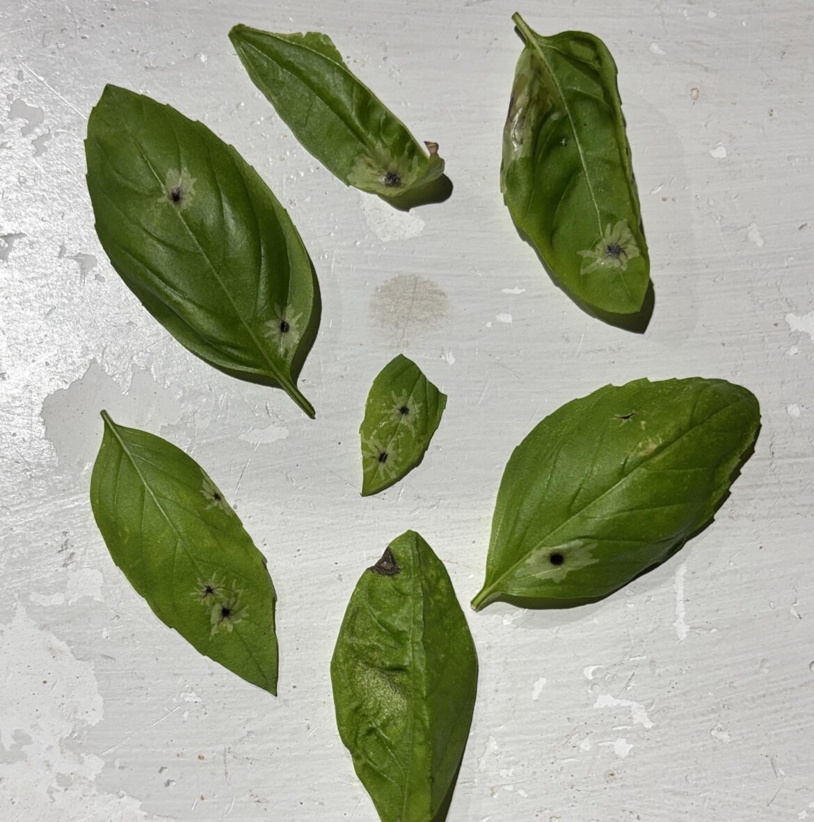 Bad Brown Basil Blemishs
