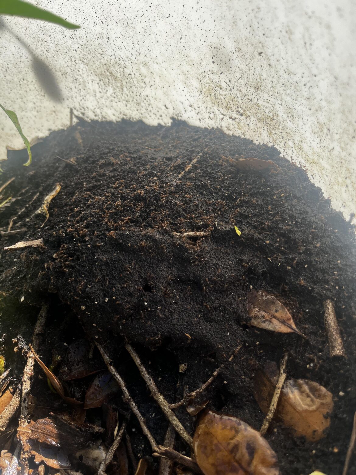 Ants in my container peppers are probably ok right? I assume it provides aeration.