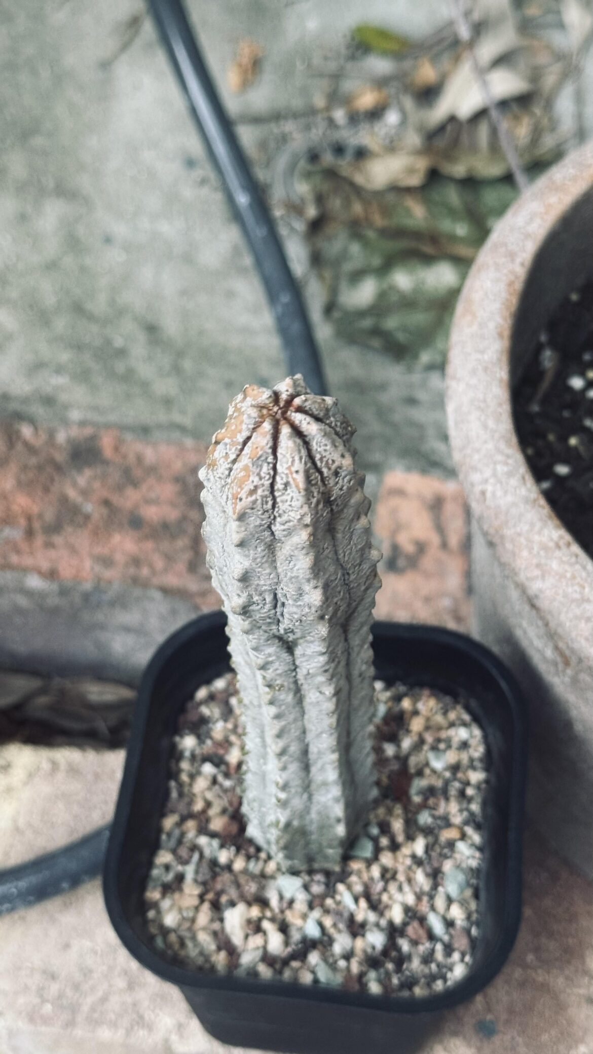 Is this abdelkuri ok?