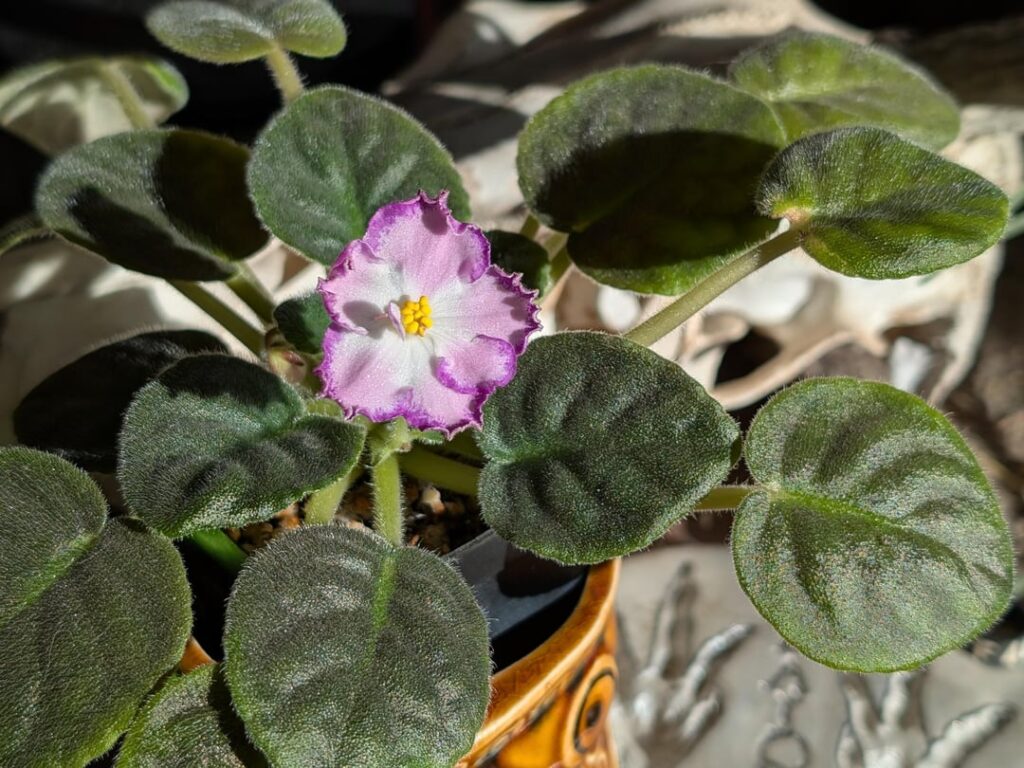 First bloom from Vsdorana Krasotka "Pretty Woman"