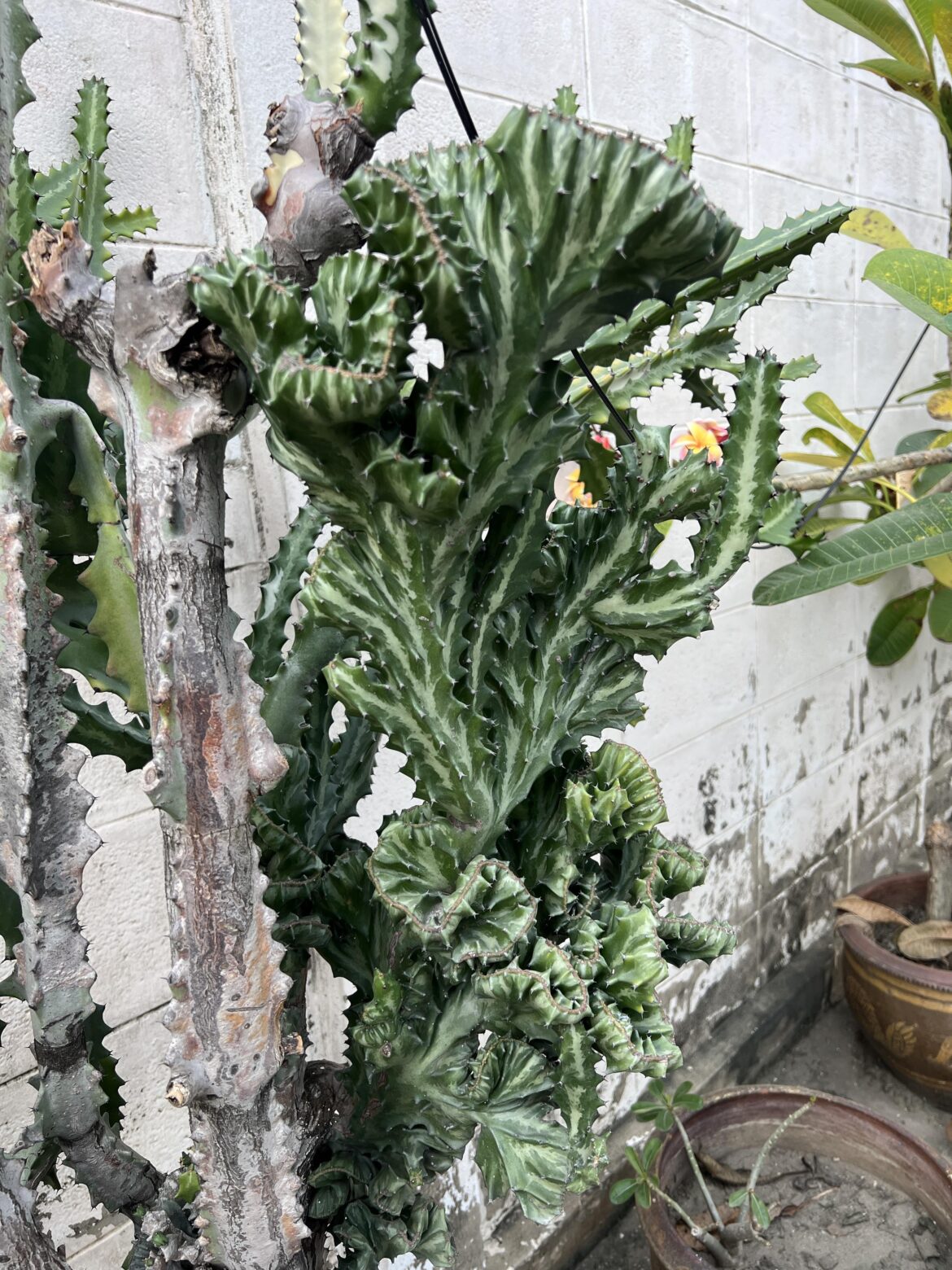 Found in Bangkok
