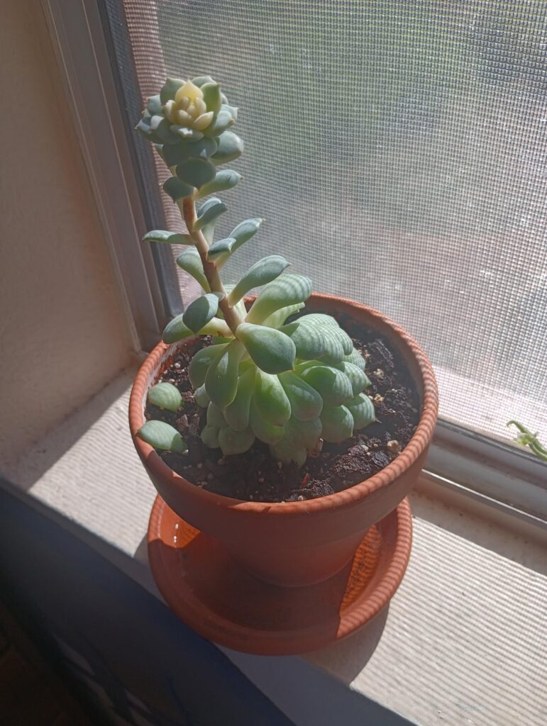 Etiolated Echeveria Arctic Ice
