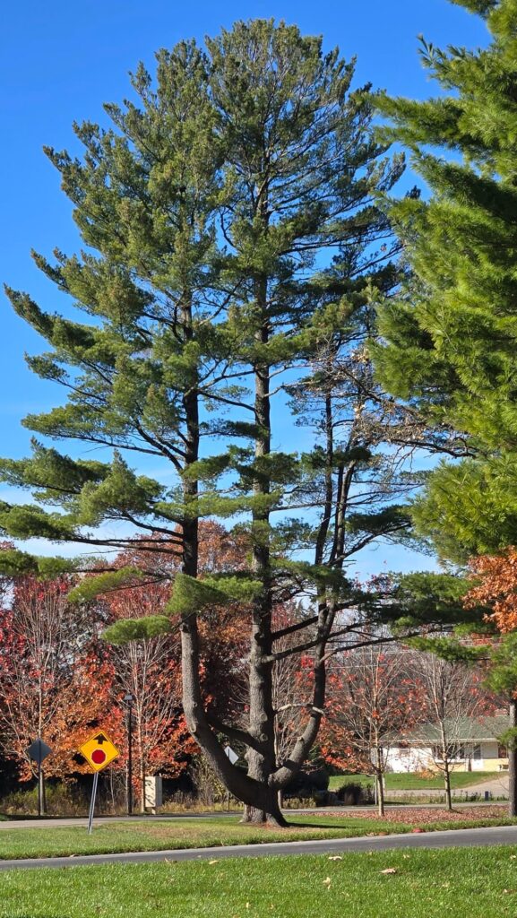 What would cause a tree to fuze in this way.