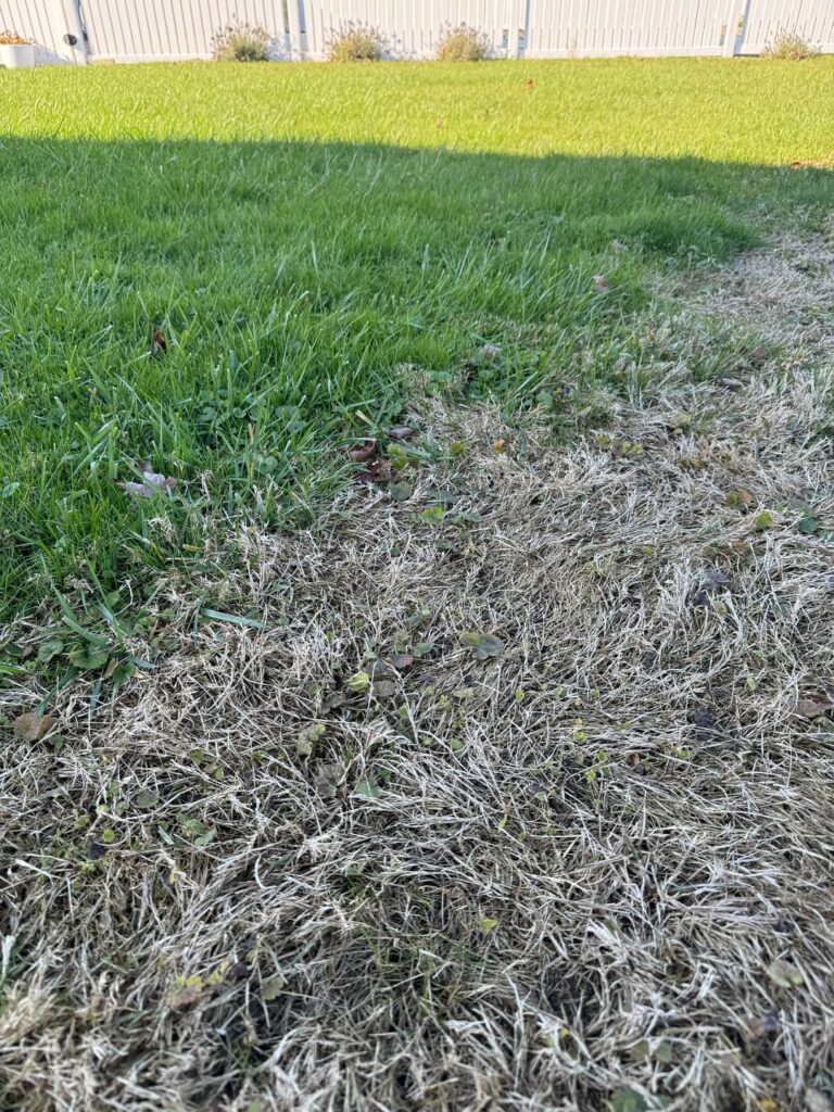 Why is my lawn dying in random spot? Buffalo NY area