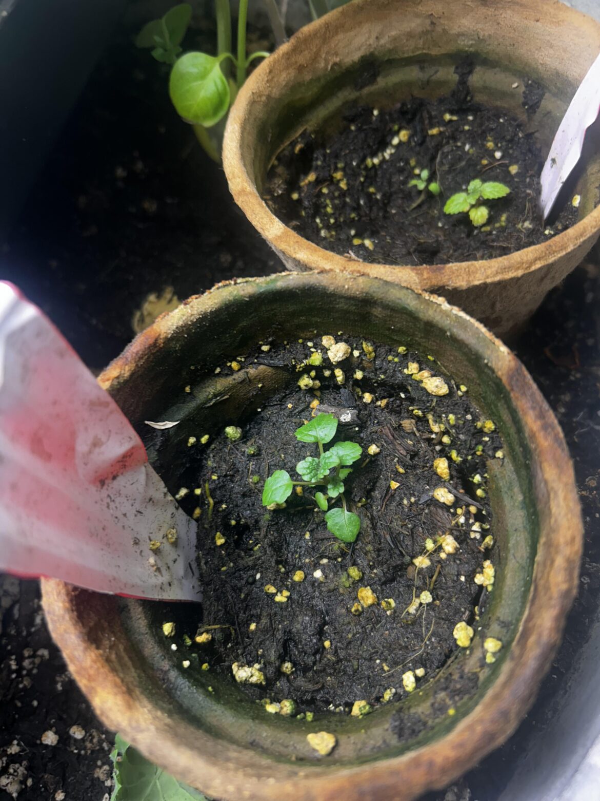 My lemon balm him growing over two months what am I doing wrong I used good soil n everything