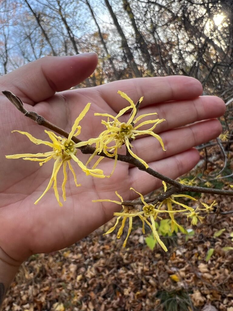 Found in Hudson Valley, NY. Not sure what it is