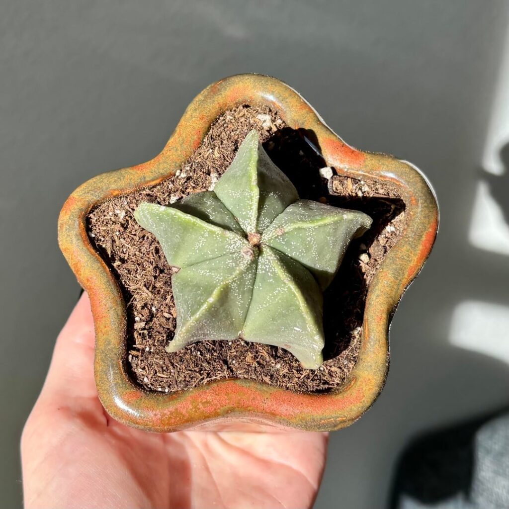 Star pot fresh out of the kiln - she’s a perfect fit 🤩⭐️