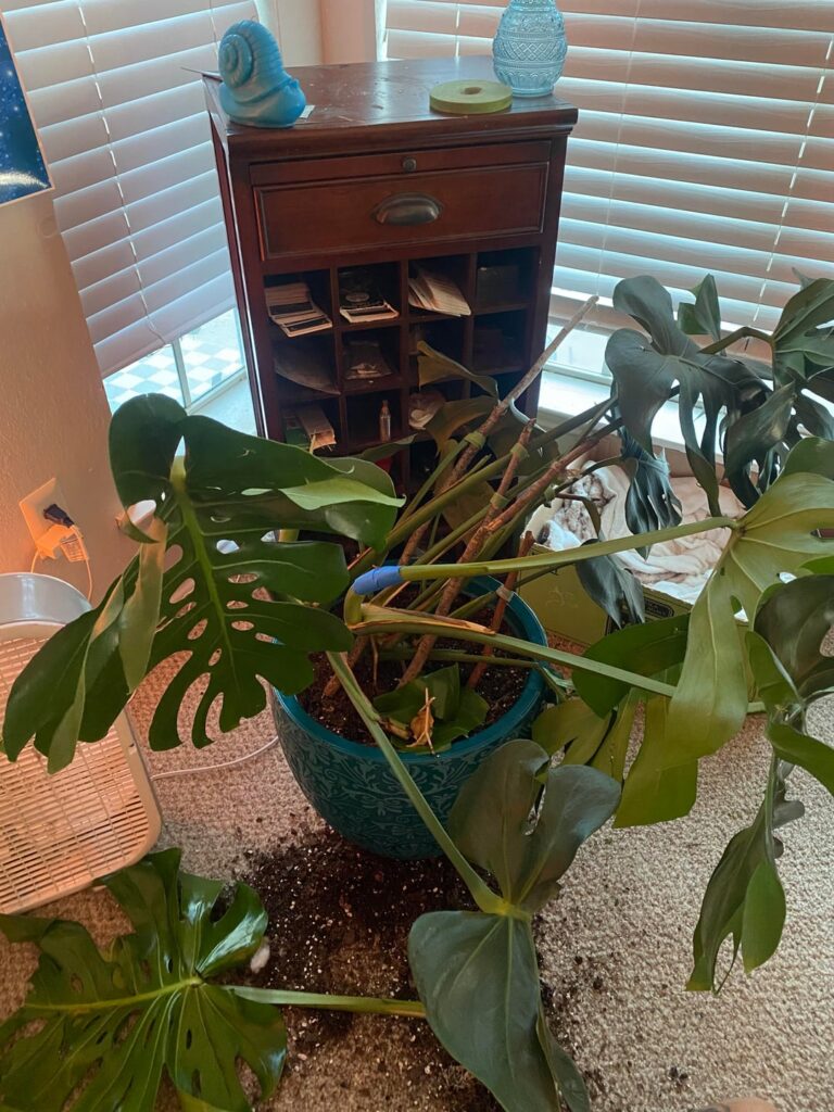 My cat knocked over my monstera. She is destroyed.