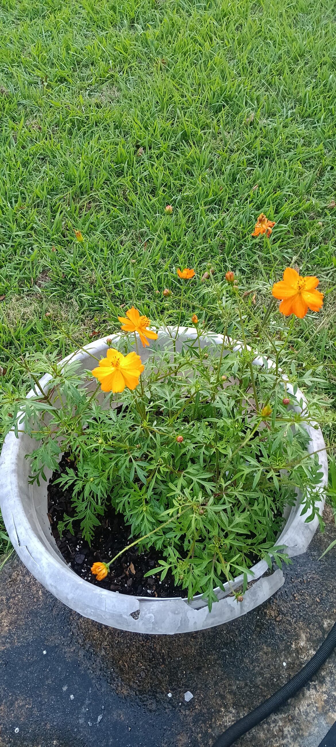 Threw some seeds in the pot a while ago forgot about them. Now i have these. Anyone know?
