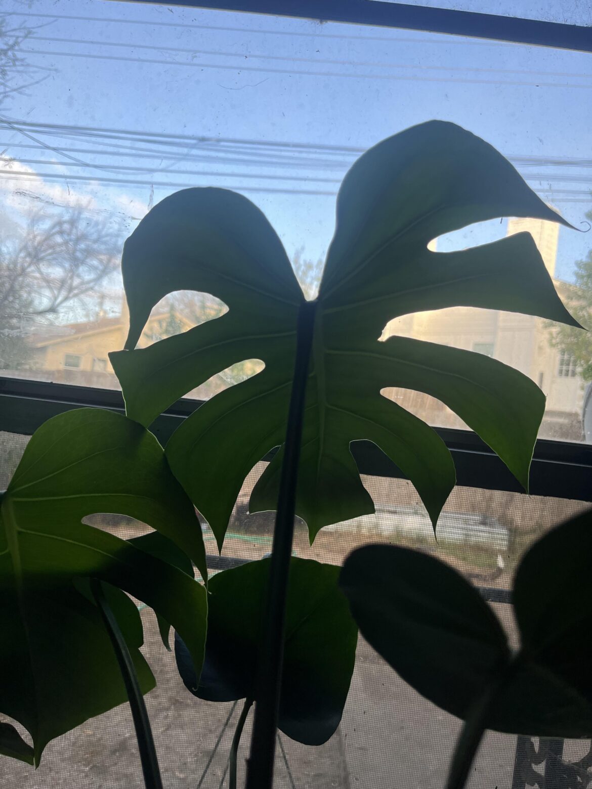 Just repotted my girl Susan...