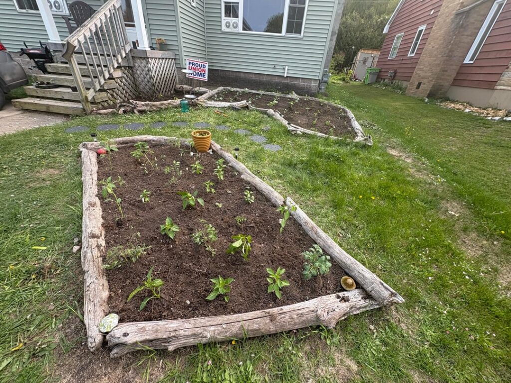 My 2025 Chaos Garden – Midwest, 5b My 2025 Chaos Garden - Midwest, 5b