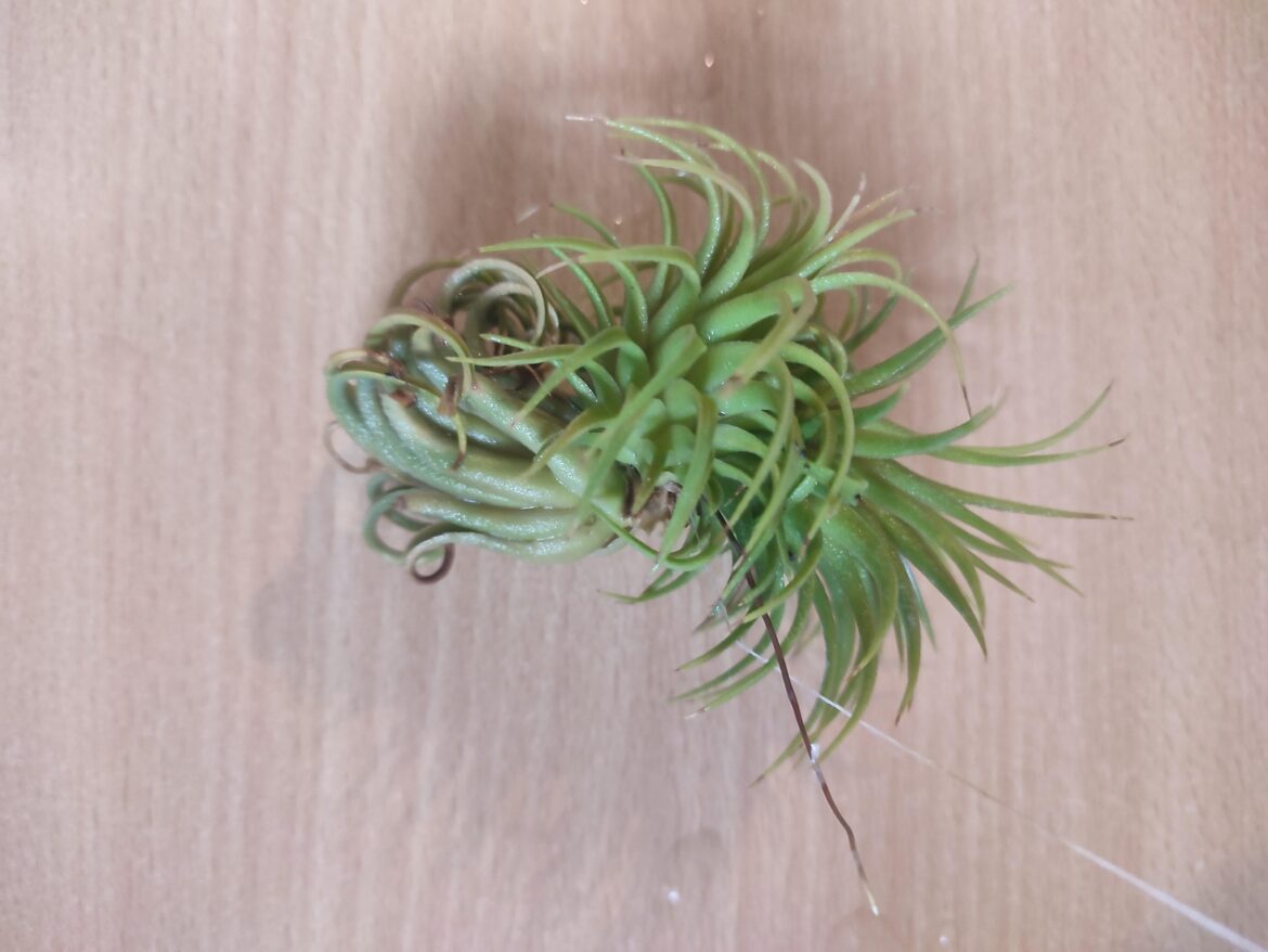 Why is my curly air plant making straight pups ?