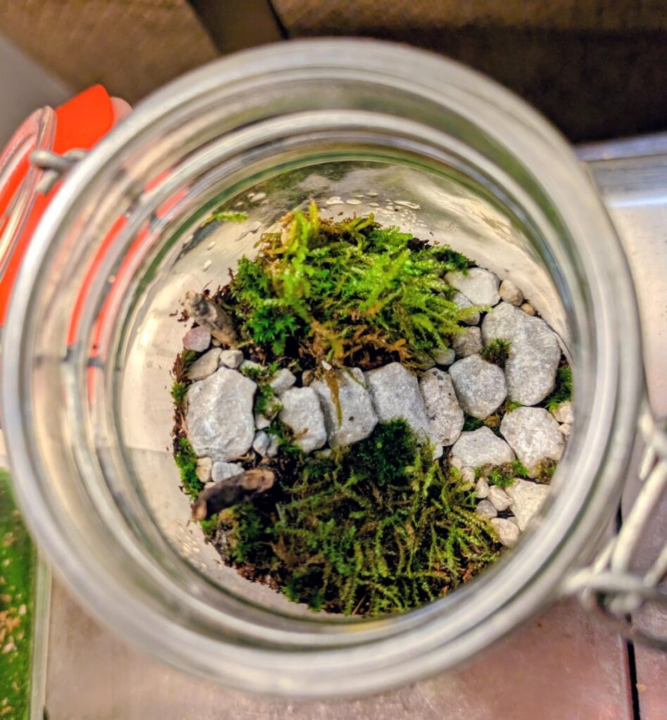 First Mossarium