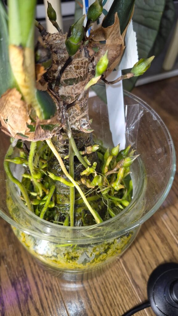 For the love of corms!!! I thought I lost her!!