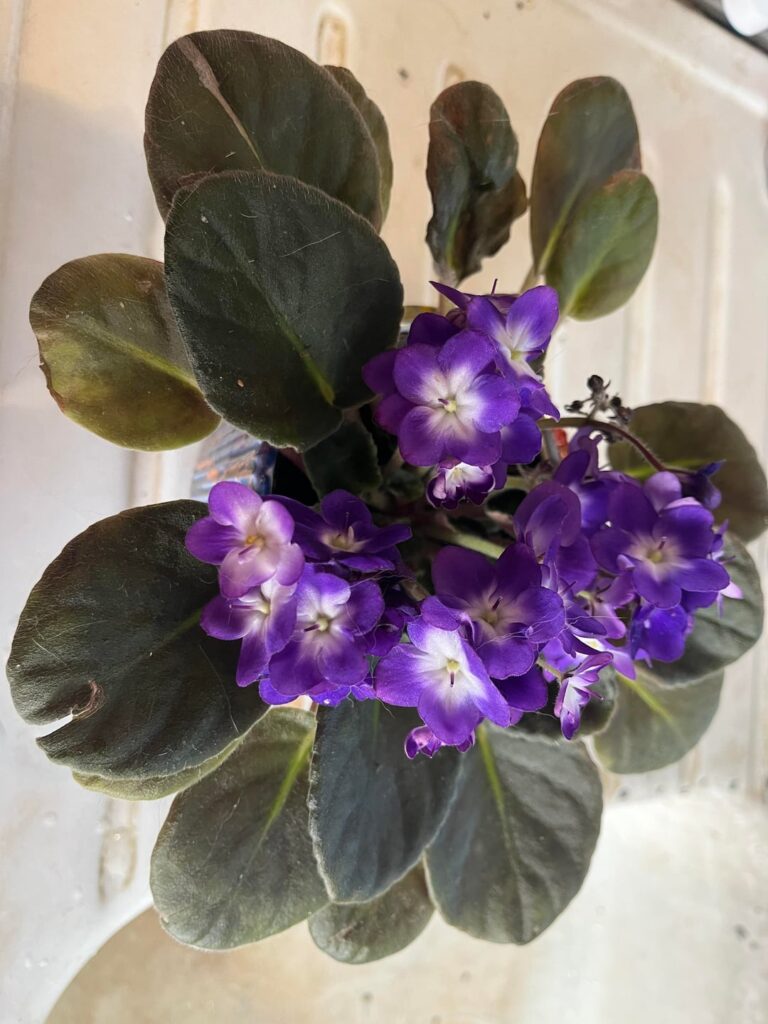 Leaves on new plant brown and crunchy?
