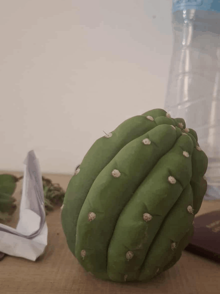 Found growing on a random slope in spain, I think pc