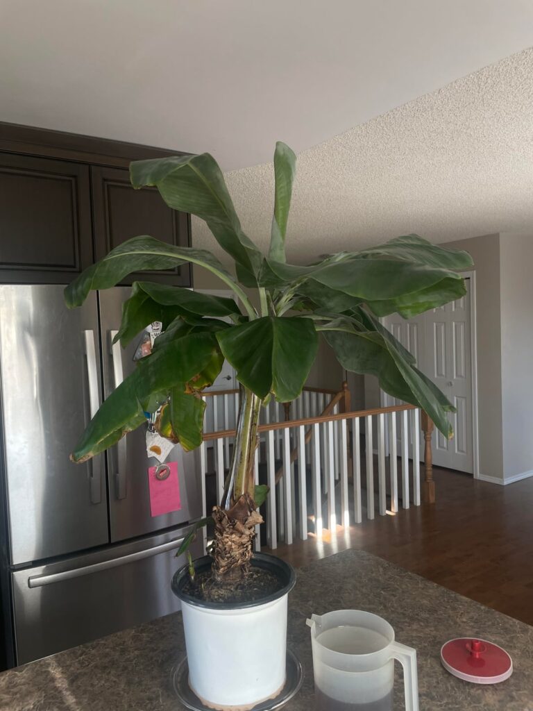 Banana plant mum & pup help