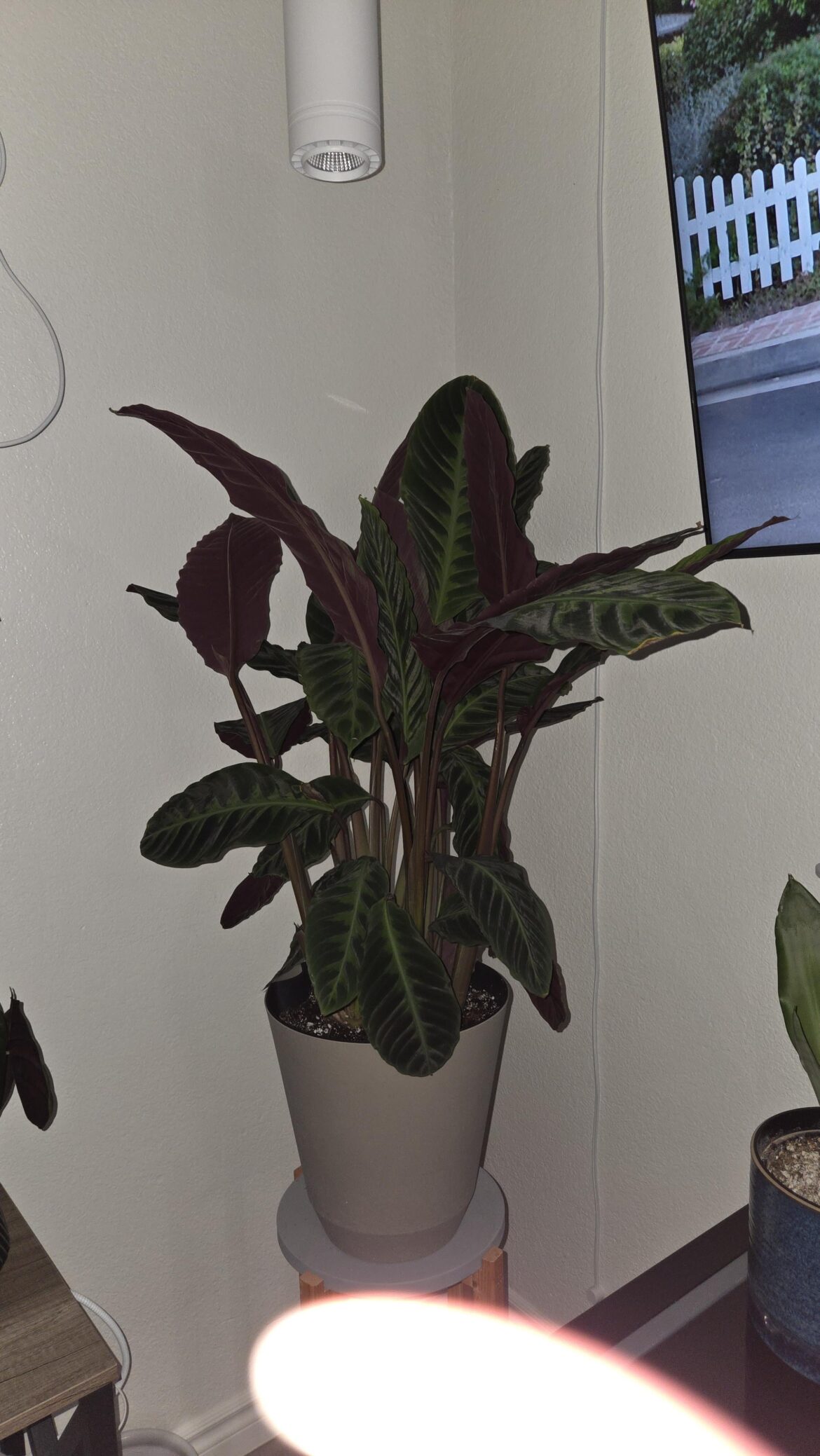 Update on jungle velvet