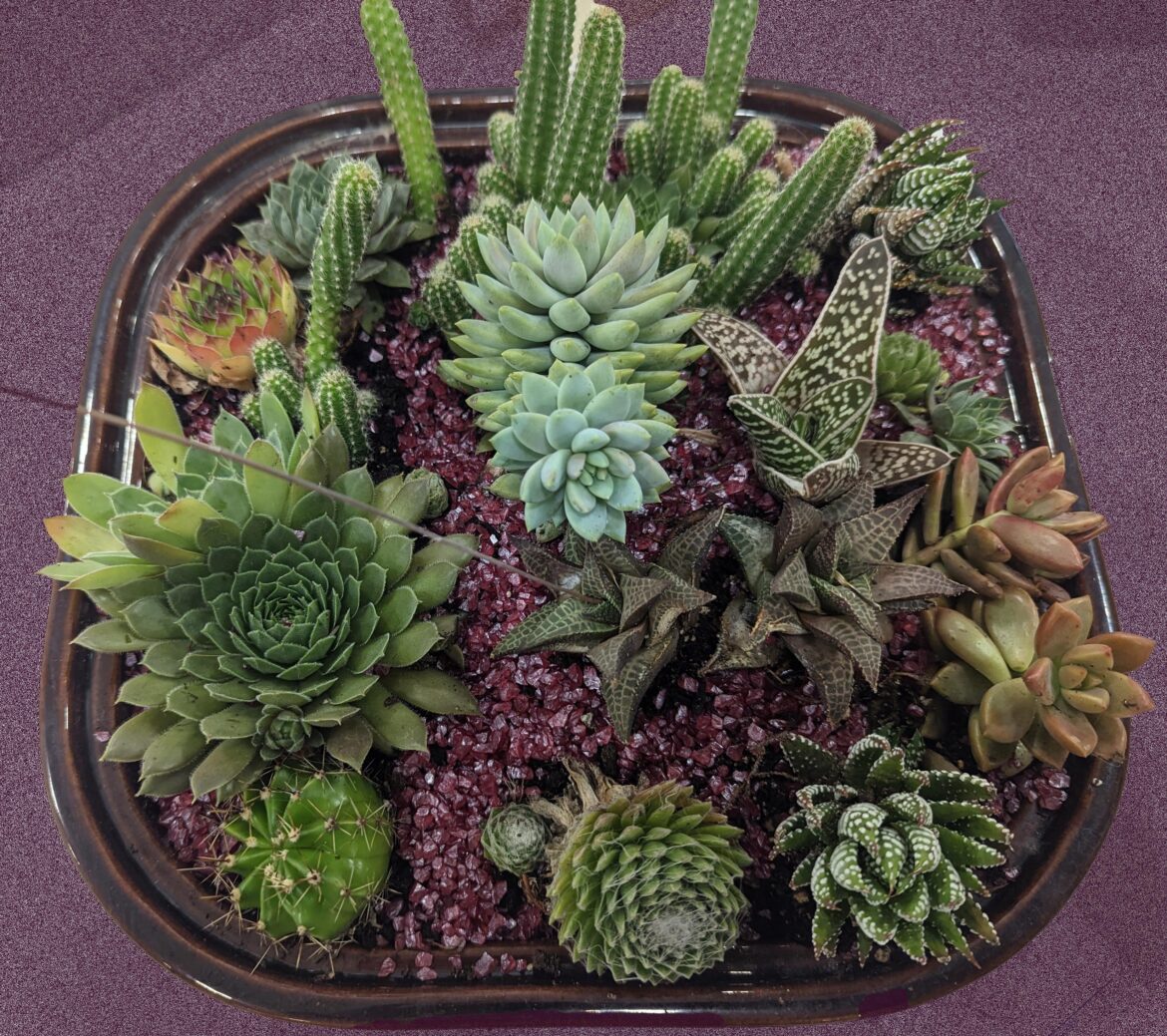 💚A nice little green hued succulent collection💚