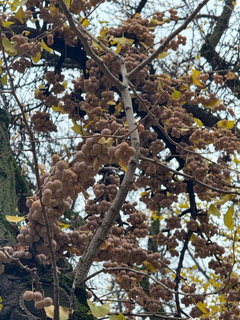 incredible amount of seeds on this female ginkgo. so beautiful