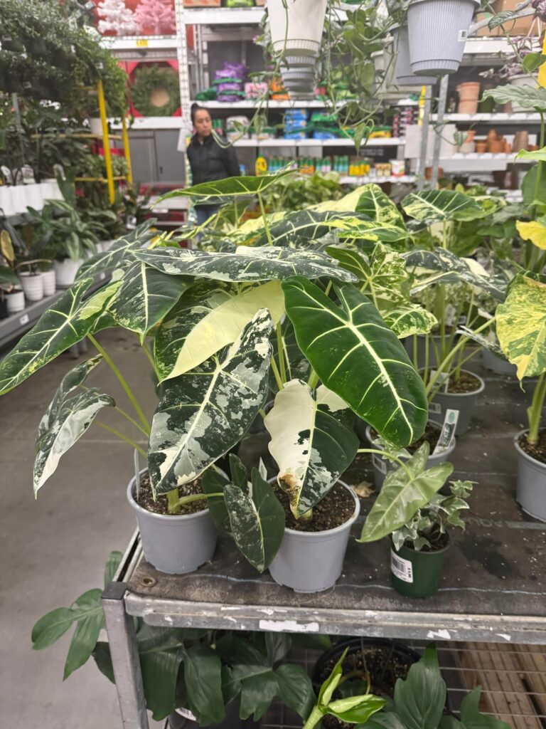 Apparently Var. Frydeks are commonplace now? 30$ at Home Depot.