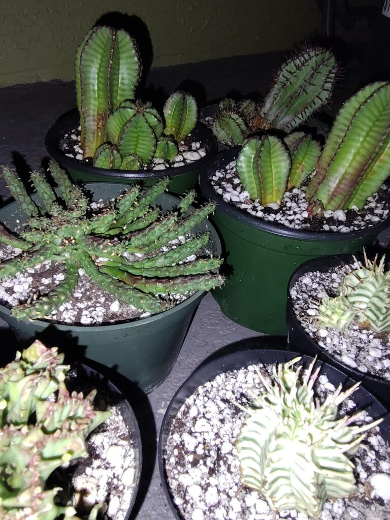 Little collection minus my large tirucalli's.