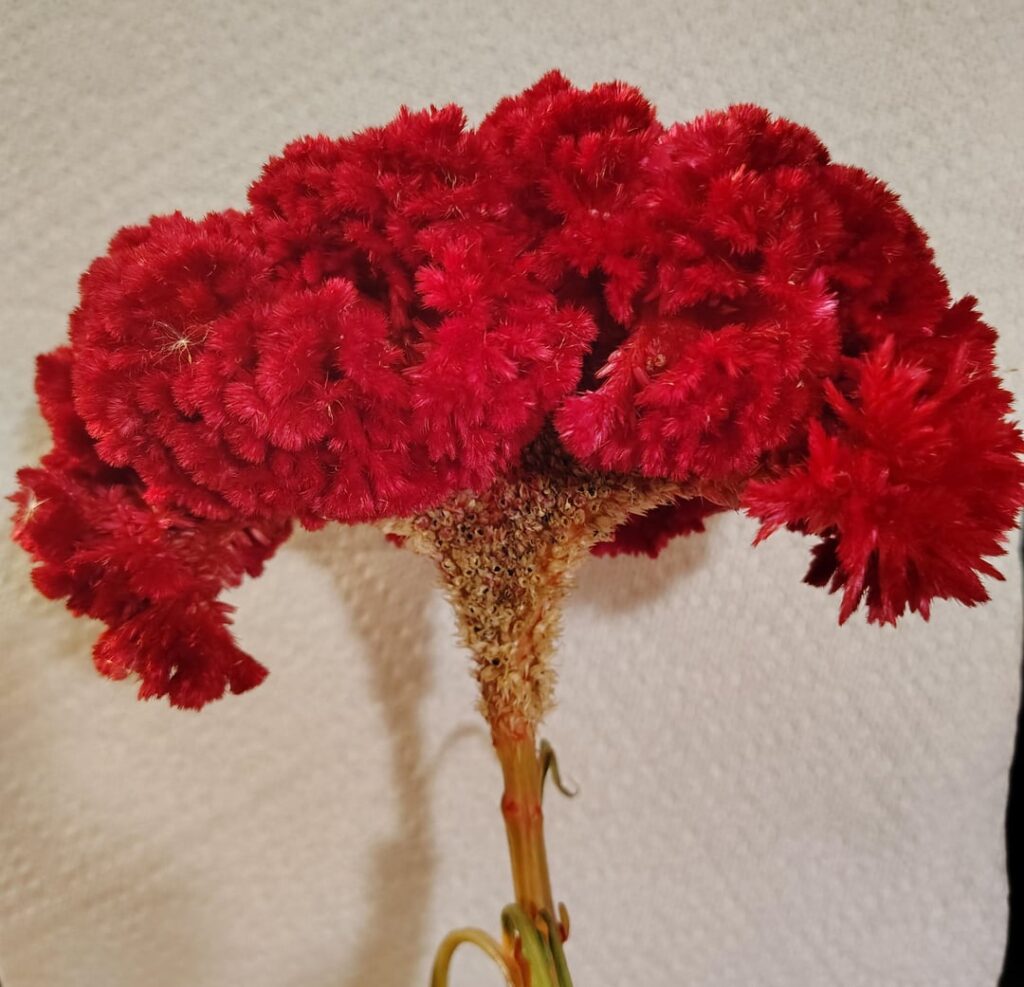 What is this flower? What is this flower?