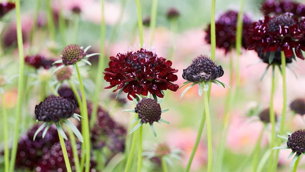 Scabiosa 'Black Knight' flowers