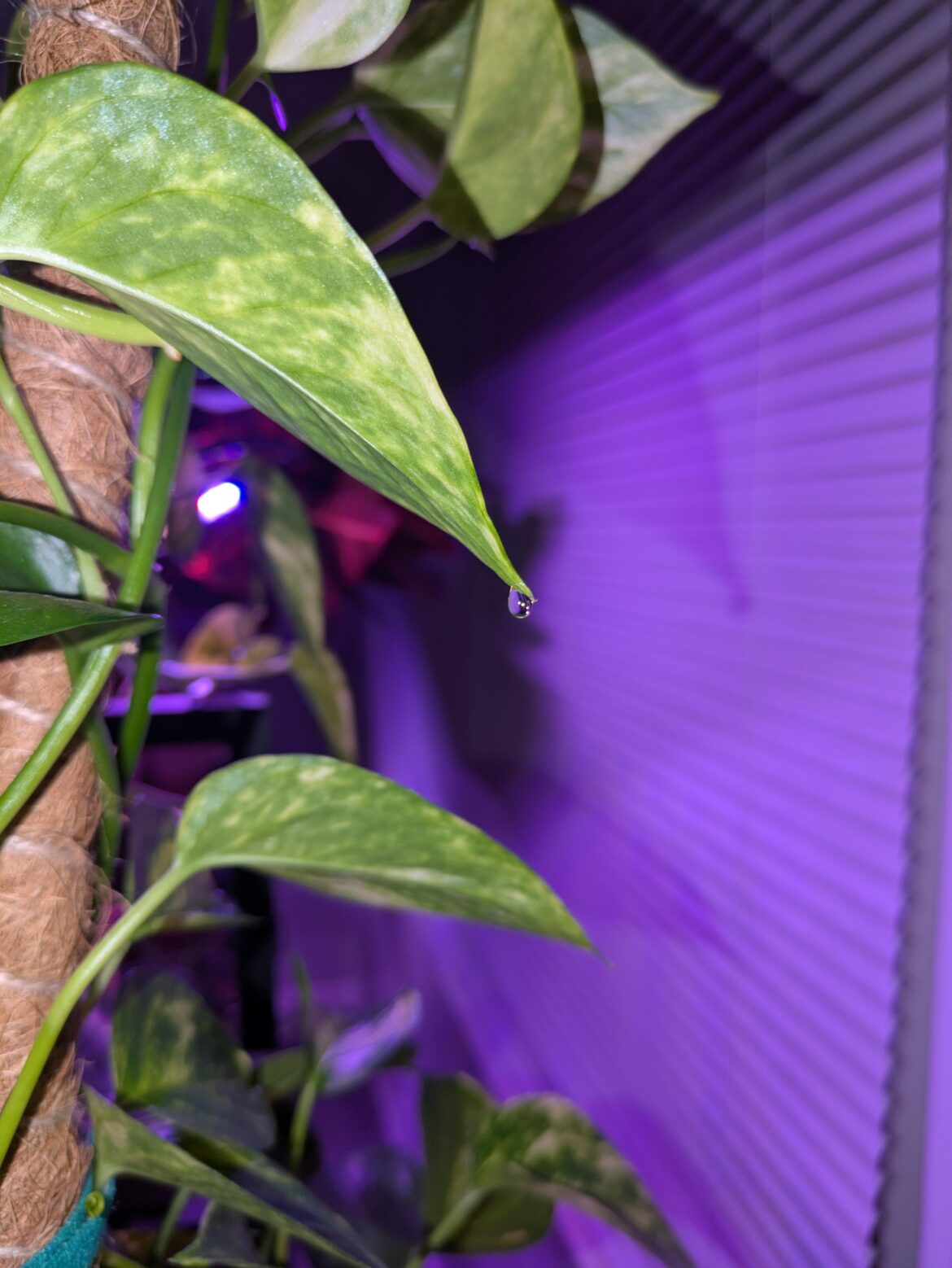 I used to think that I was tripping when I would walk past my pothos and I would feel wetness on my arm. Then one day I finally saw it. They DO drip water from the leaves lol