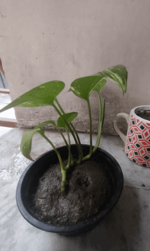My propagated baby pothos💚