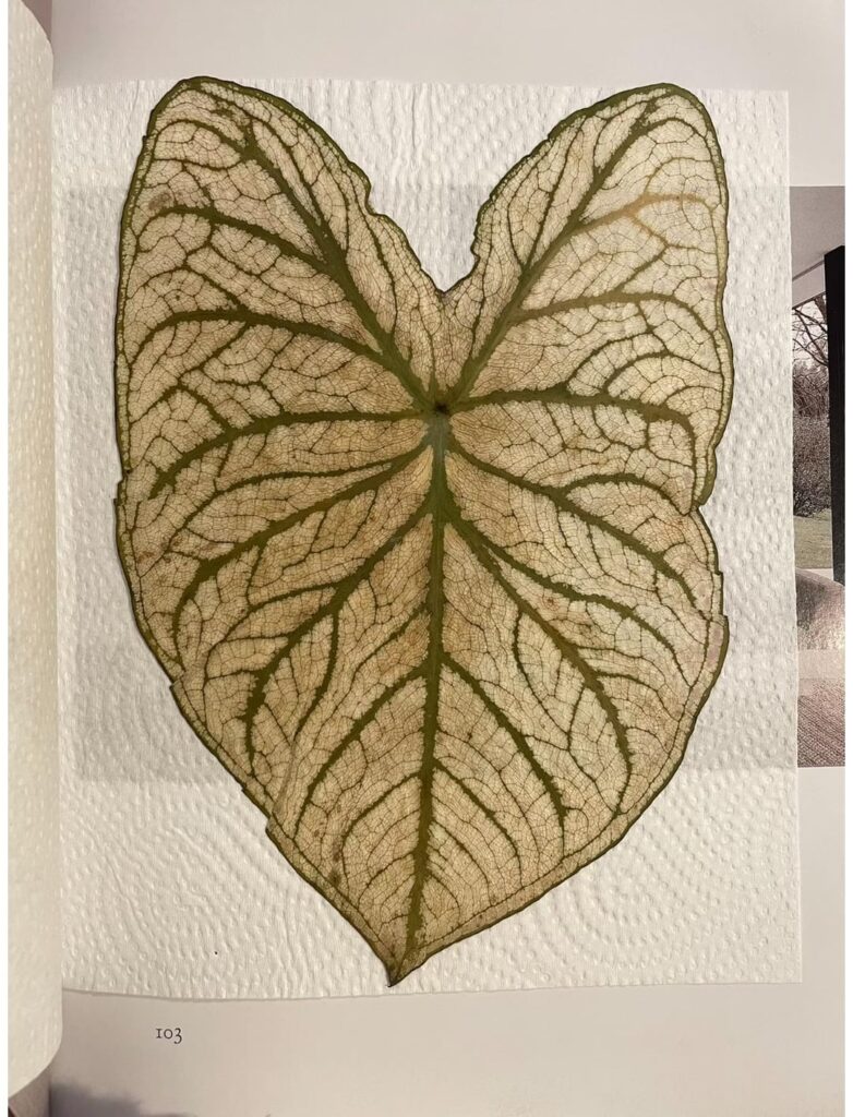 First time making leaf specimens and it actually worked ^o^ First time making leaf specimens and it actually worked ^o^