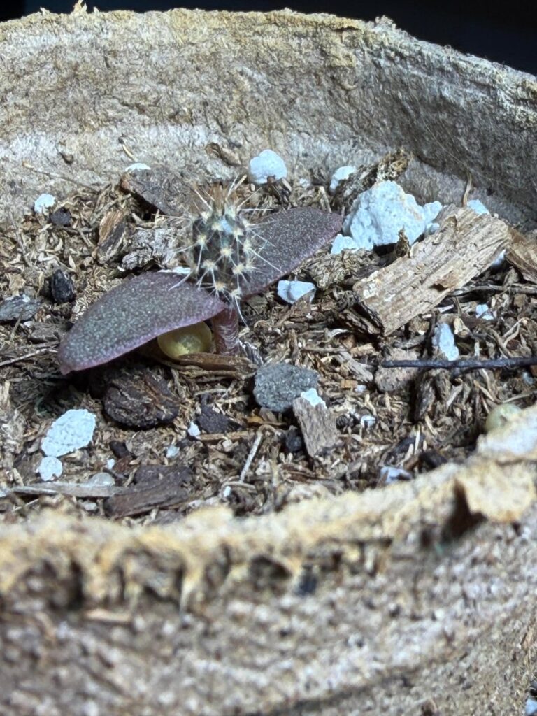 Accidentally grew some cactus Accidentally grew some cactus