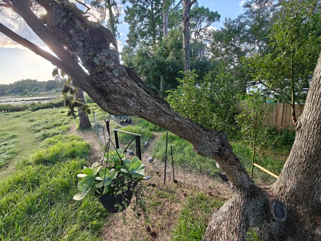 Good way to protect this deadwood? Good way to protect this deadwood?