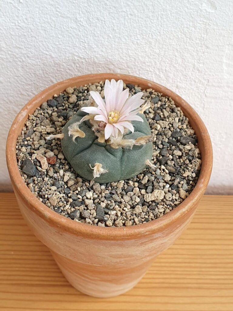 Flowering Loph
