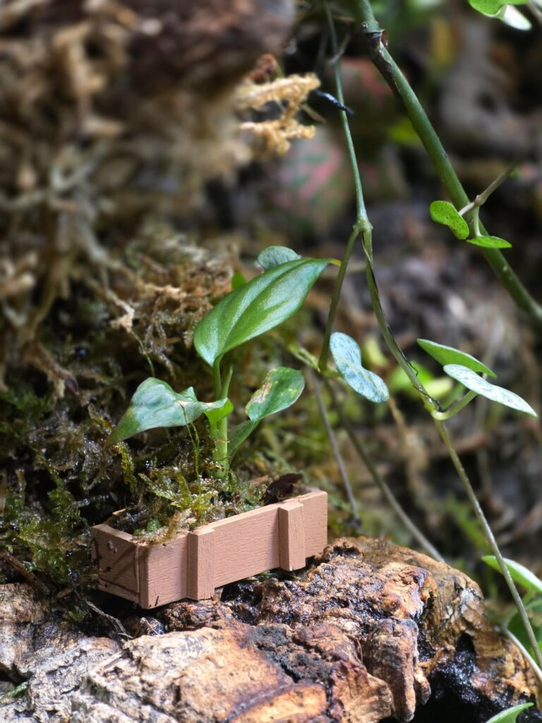 A little potted plant for my vivarium 🪴