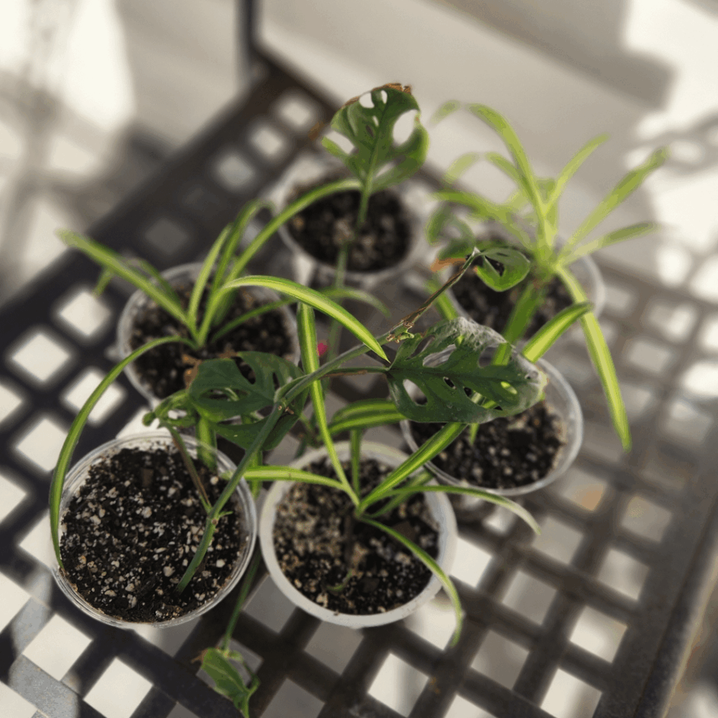 I gave away baby plants to trick-or-treaters π I gave away baby plants to trick-or-treaters π