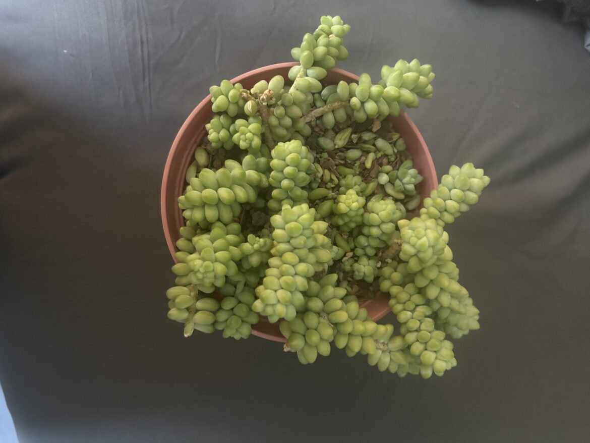 I repotted my burrows tail. Scariest thing I’ve ever done. I repotted my burrows tail. Scariest thing I’ve ever done.