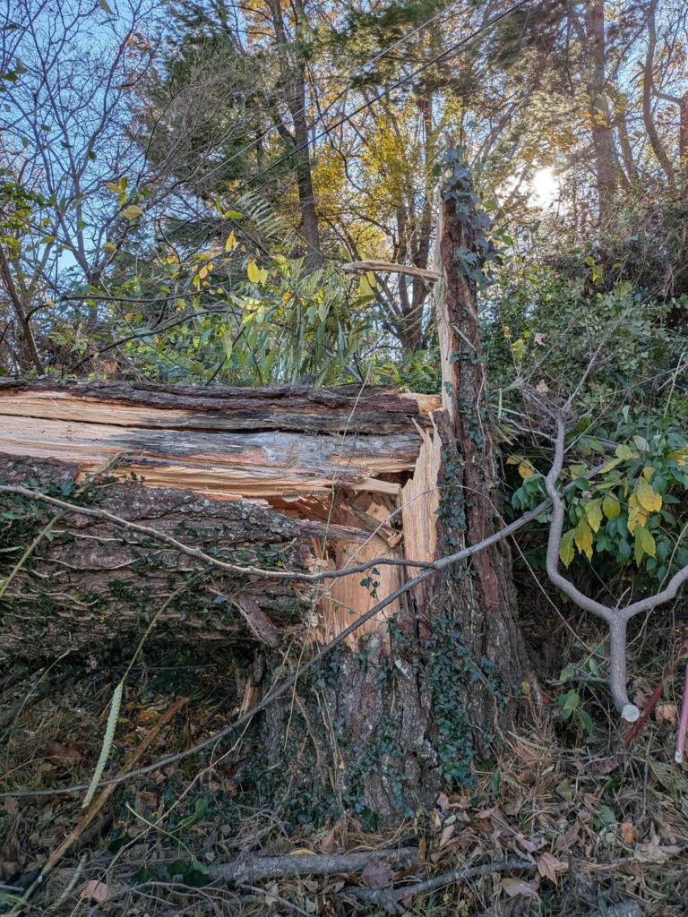 My pine snapped in heavy wind and looks gray beneath the bark. Was is diseased?