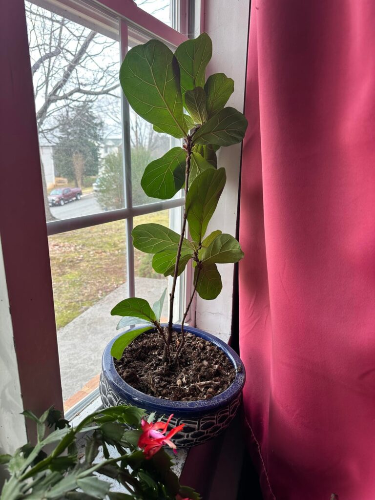 Should I cut/trim?