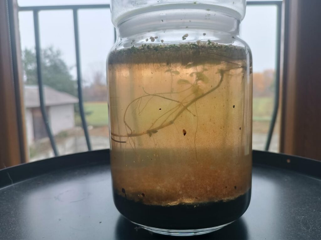 Brown Algae(?) on the glass