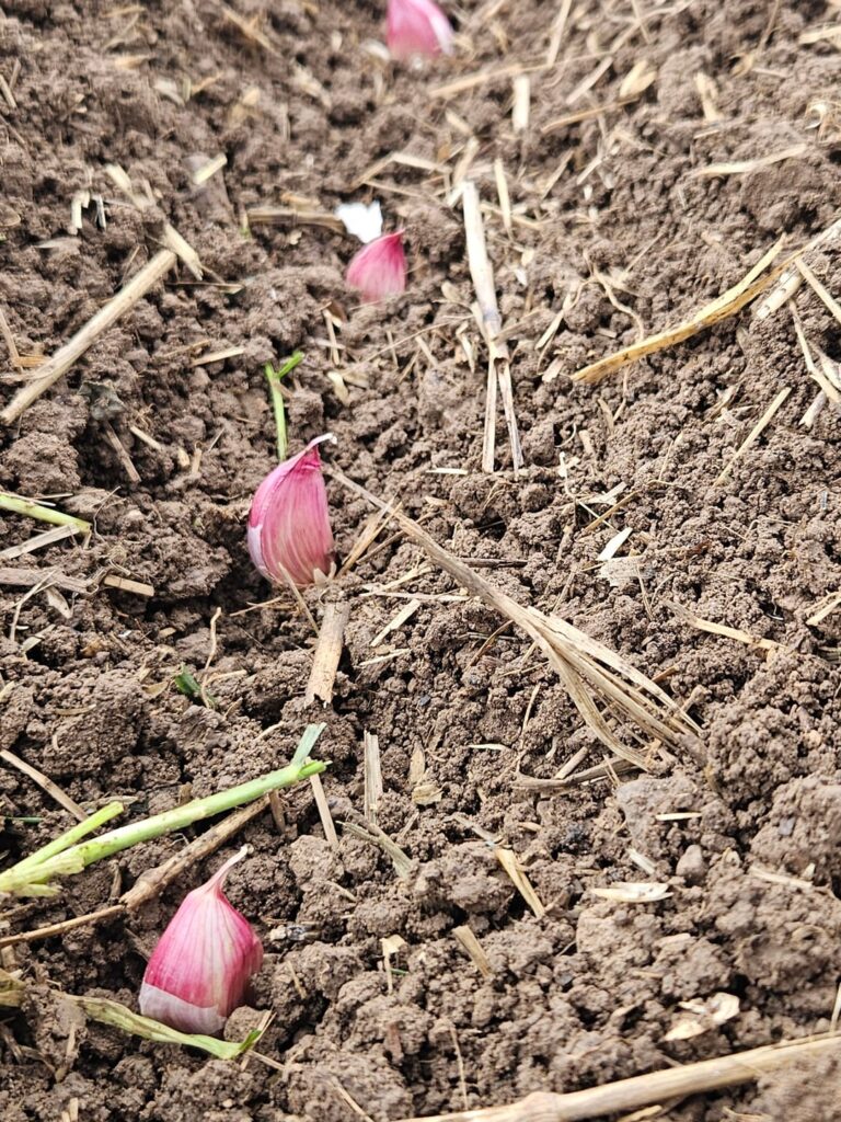 Last jobs in the garden for this year.