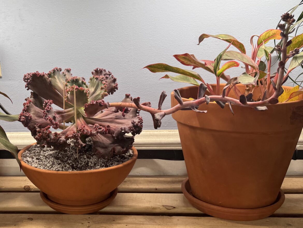 Picked up this beaut today for $20.   New to this plant.  How’d I do?   Any ID help appreciated.