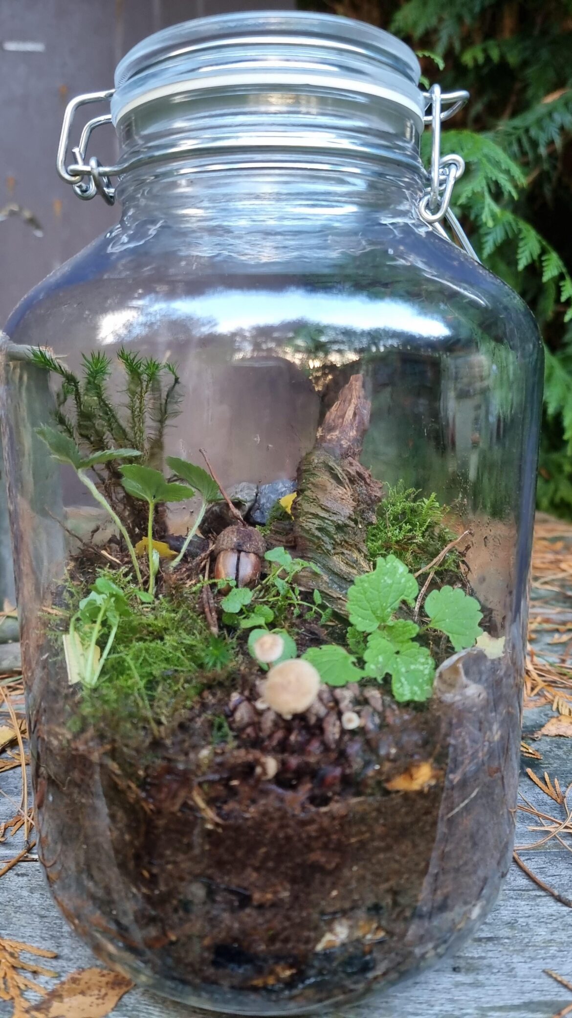 Need help/advice on isopods Need help/advice on isopods