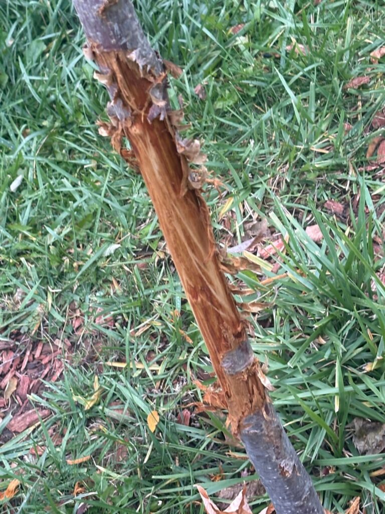 4 year old Cherry came home to this…. Says